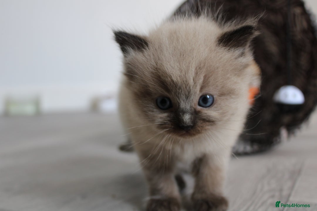 Ragdoll cats for sale: 💎 OUTSTANDING QUALITY MINK ragdoll kittens 💎 - Image 6