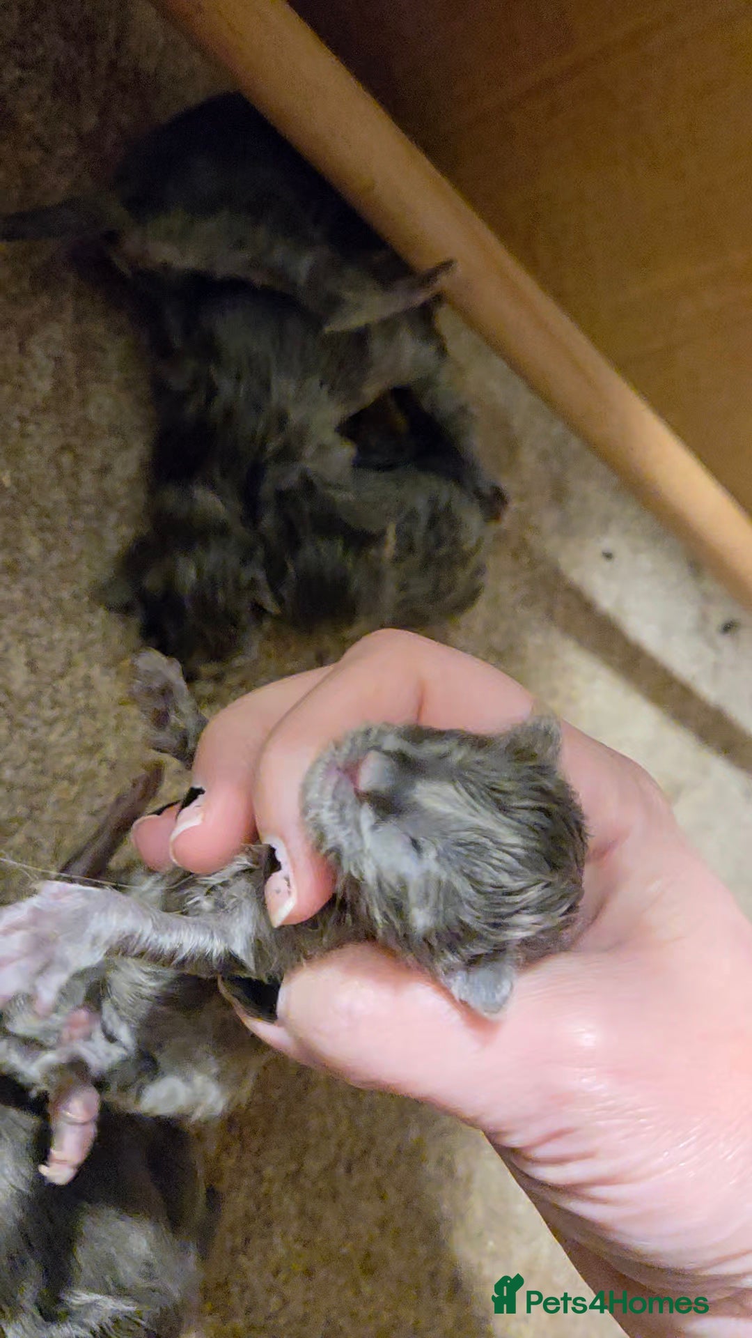 Maine Coon cats for sale: Ready December TICA beautiful Maine Coon Kittens  - Image 25