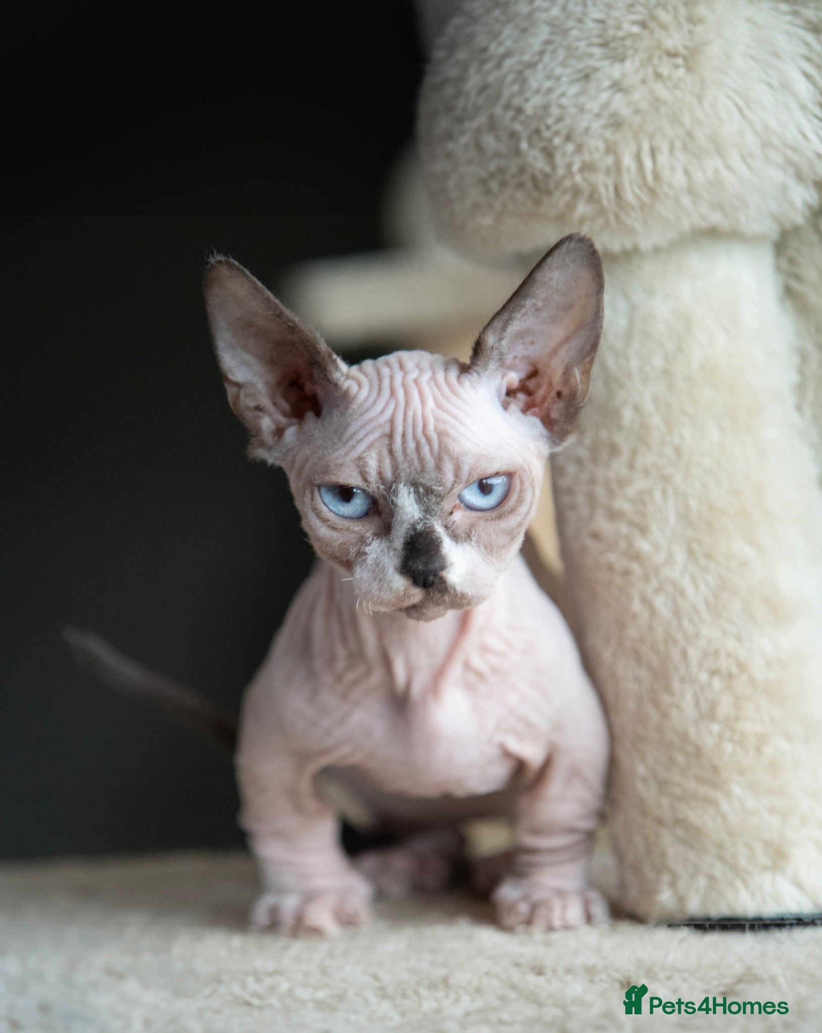 Sphynx cats Champion bambino sphynx  - Advert 1