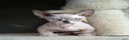 Sphynx cats for sale: Champion bambino sphynx  - Advert 1