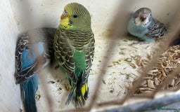 Budgerigars birds for sale: BUDGIES FOR SALE, all in good health - Image 16