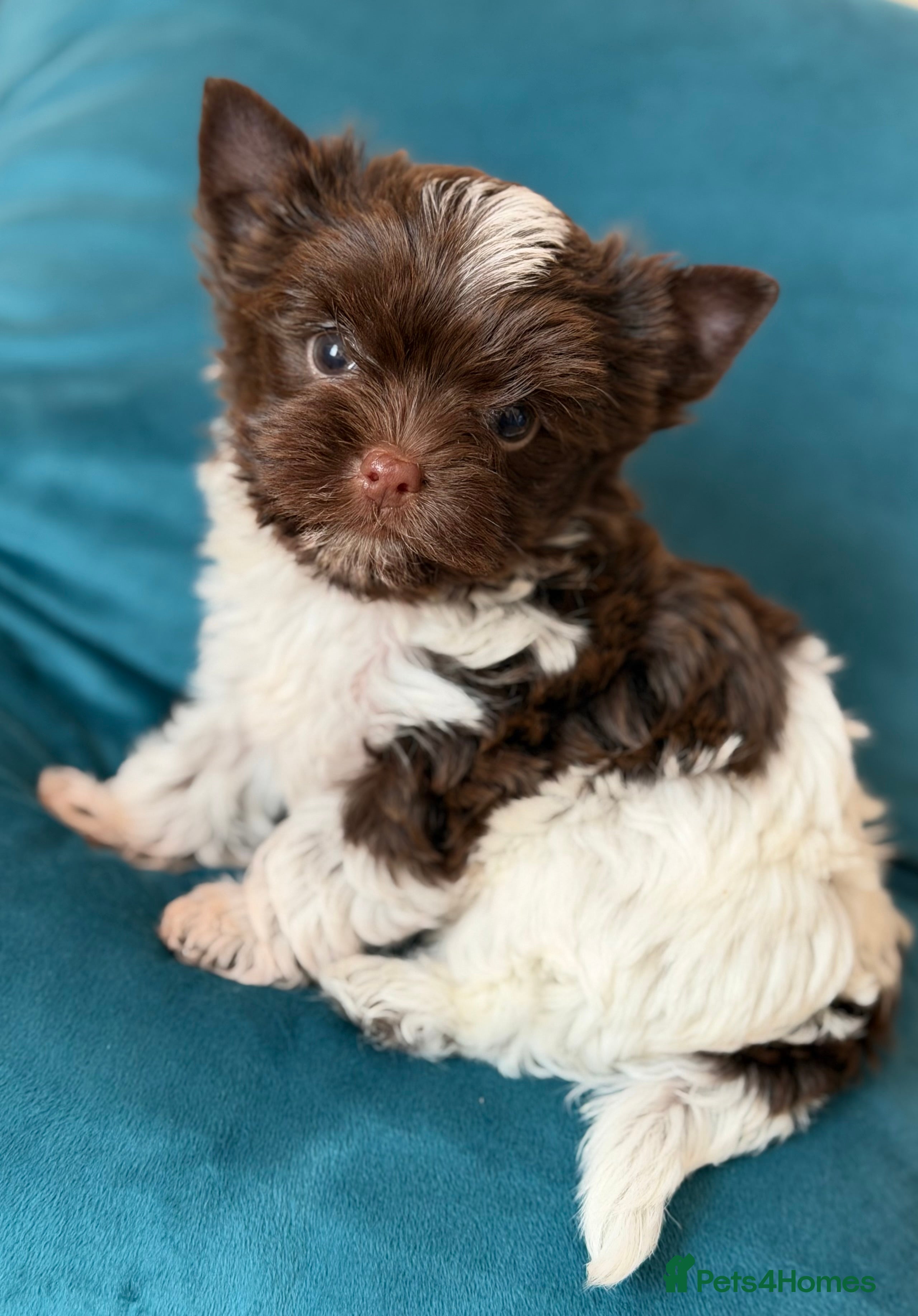 Yorkshire Terrier dogs Adorable Tiny Boys 🐾 Pedigree 🐾 - Advert 17