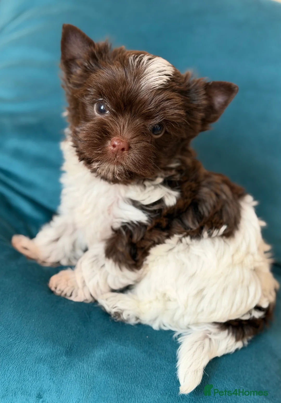 Yorkshire Terrier dogs for sale: Adorable Tiny Boys 🐾 Pedigree 🐾 - Advert 2