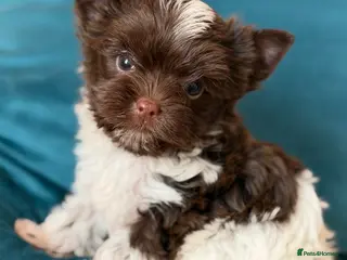 Yorkshire Terrier dogs Adorable Tiny Boys 🐾 Pedigree 🐾 - Advert 17