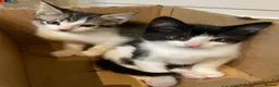 Mixed Breed cats for sale: 11 weeks old beautiful kittens looking for new - Advert 12