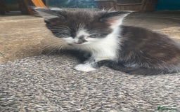 Bengal cats for sale: Five super friendly and fun kittens  - Image 19