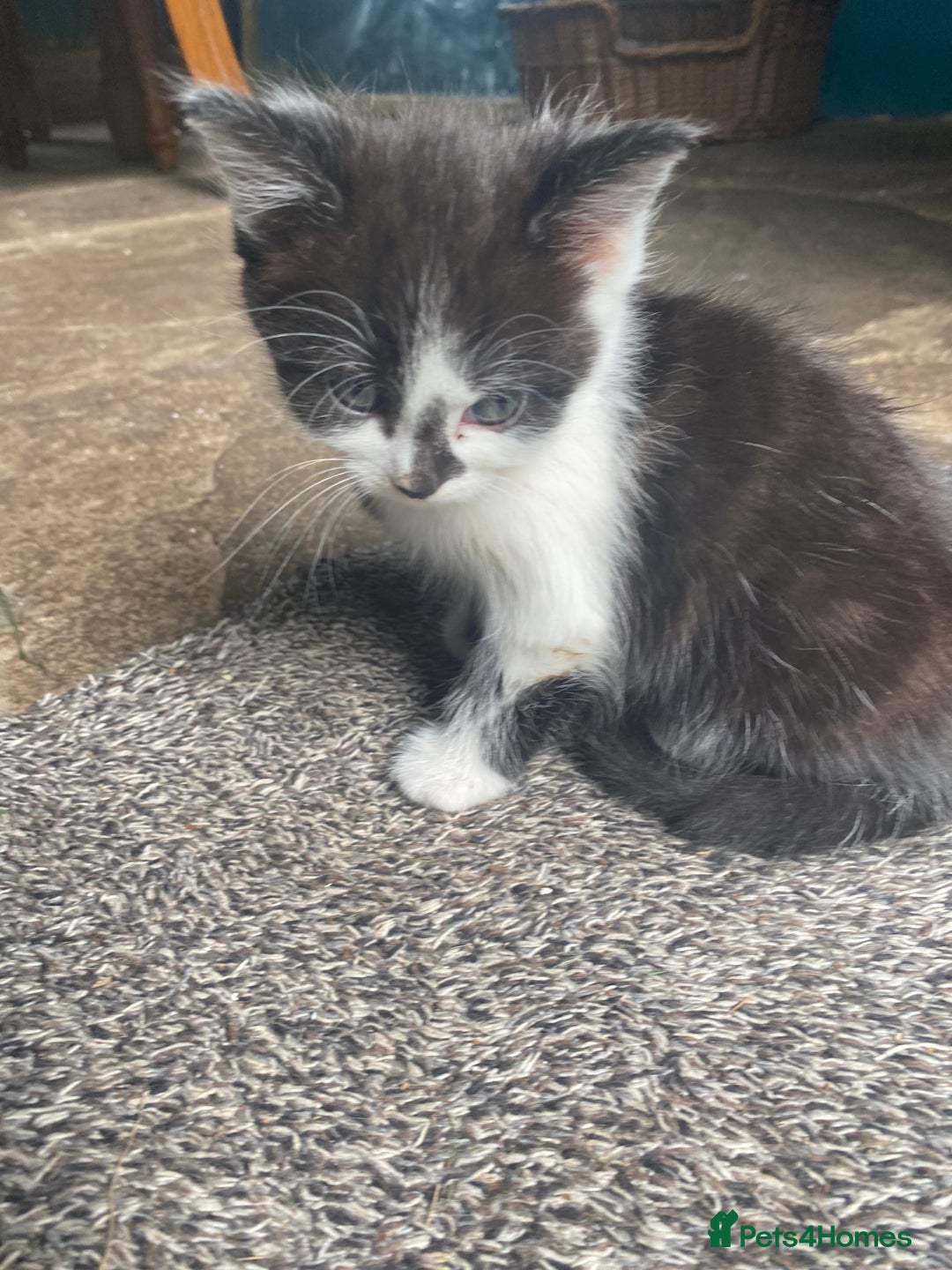Bengal cats for sale: Five super friendly and fun kittens  - Image 19