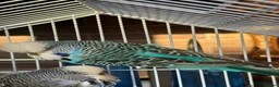 Budgerigars birds for sale: 3 Beautiful Budgies with Cage & Accessories in Maidstone - Advert 8