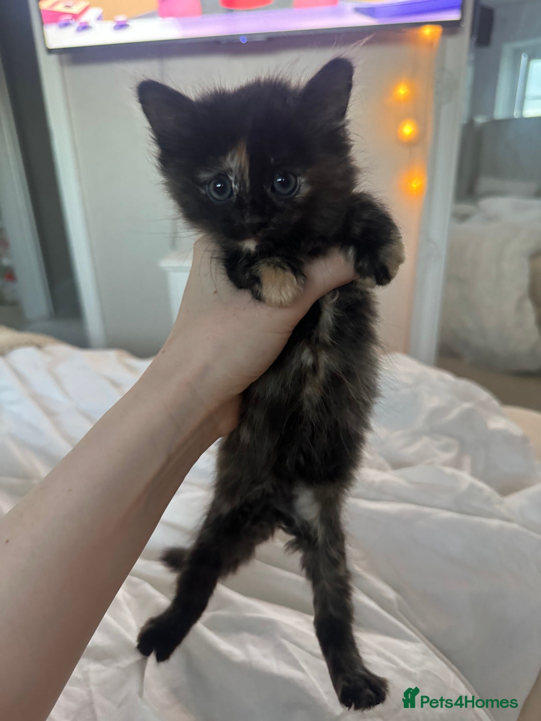 Mixed Breed cats for sale: 4 Long haired kittens - Image 5