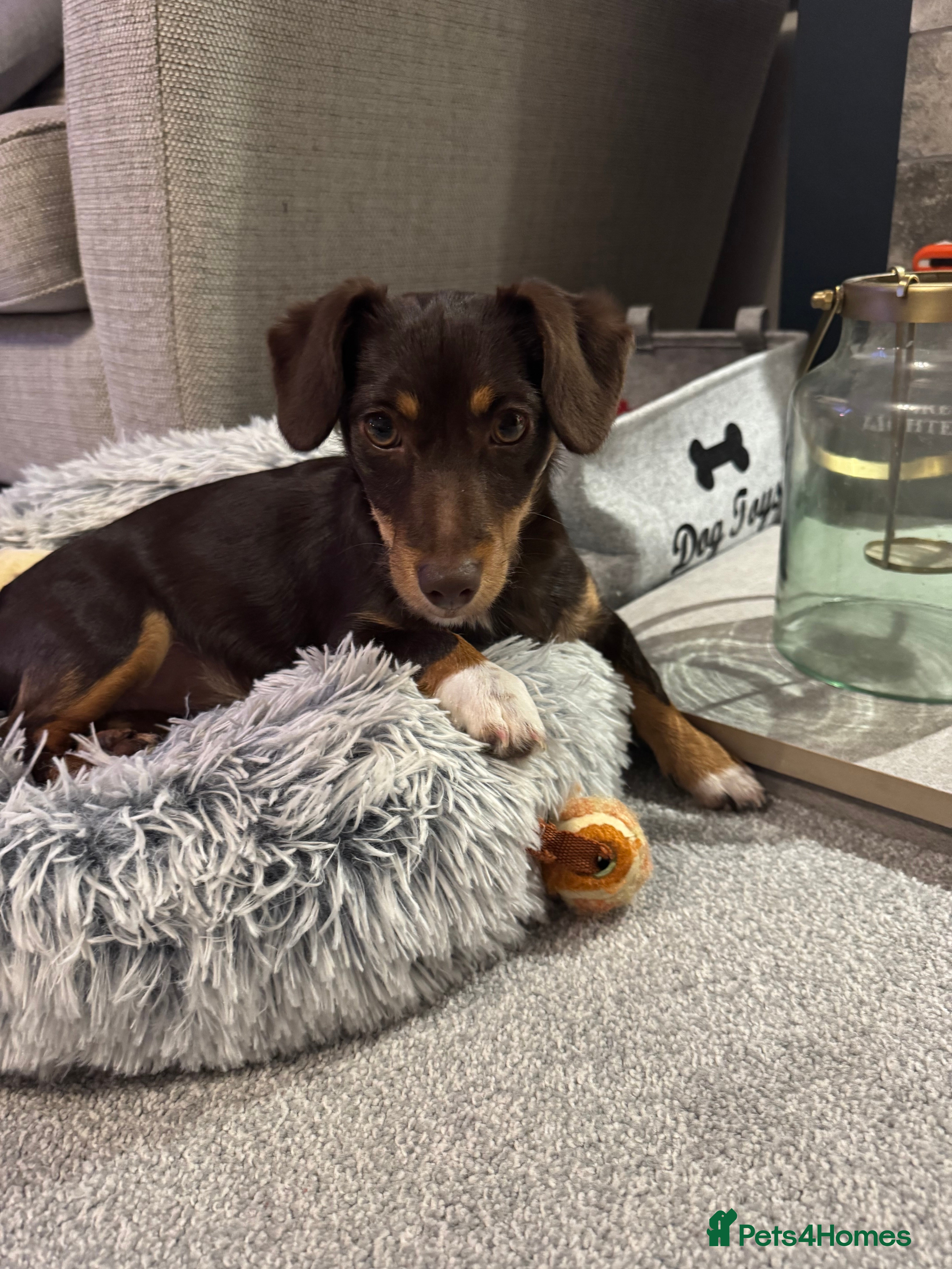 Jack Russell dogs Gorgeous Jack Russell girl  - Advert 1