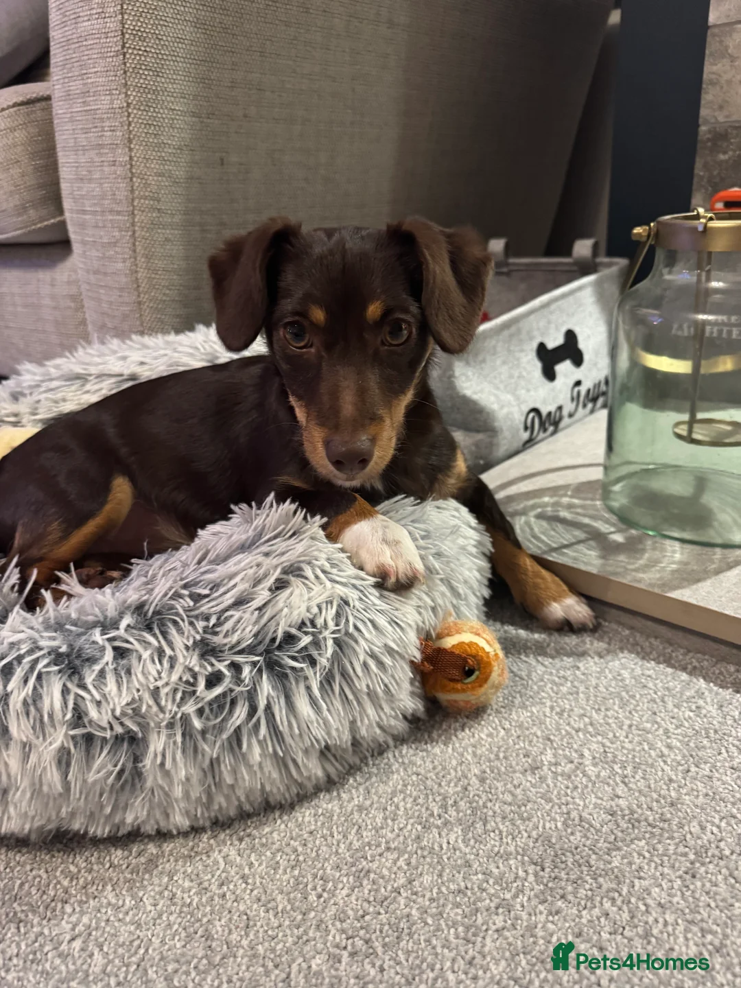 Jack Russell dogs for sale: Gorgeous Jack Russell girl  - Advert 1