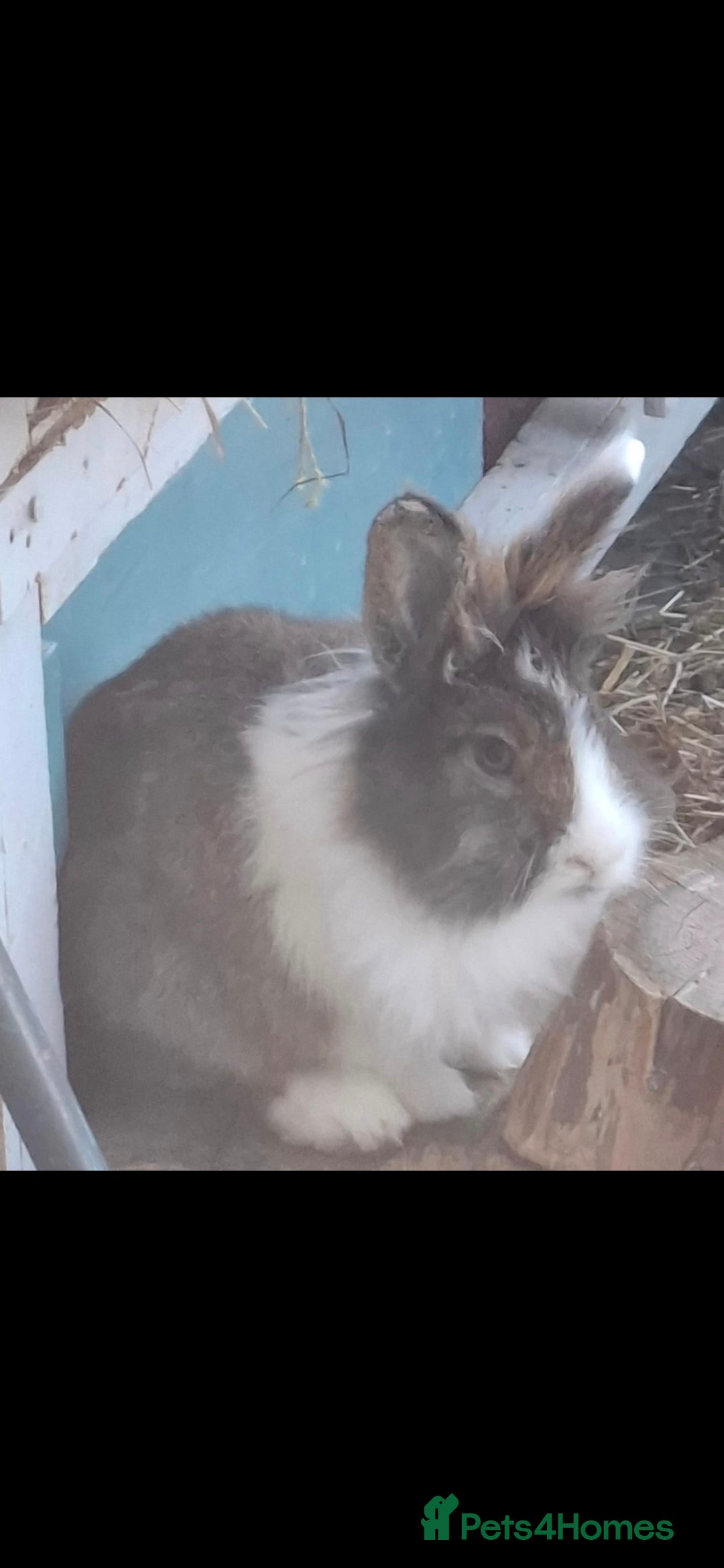 Lionhead rabbits for sale: Beautiful Female LionheadLop-URGENT - Advert 4