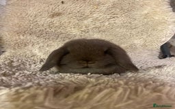 Mini Lop rabbits for sale: Mini lop - Image 2
