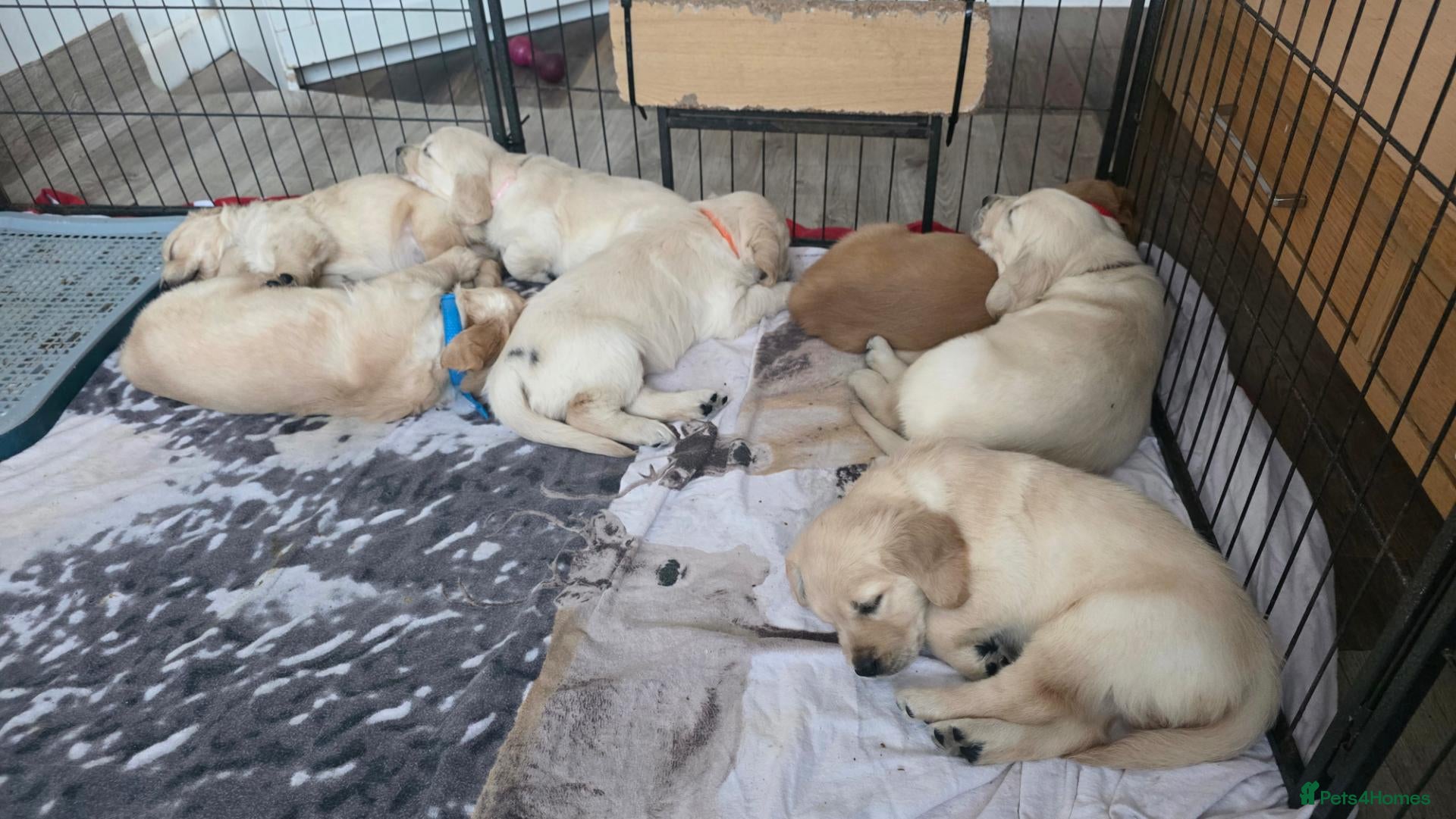 Golden Retriever dogs 🐶 Beautiful golden retriever puppies 🐶  - Advert 1