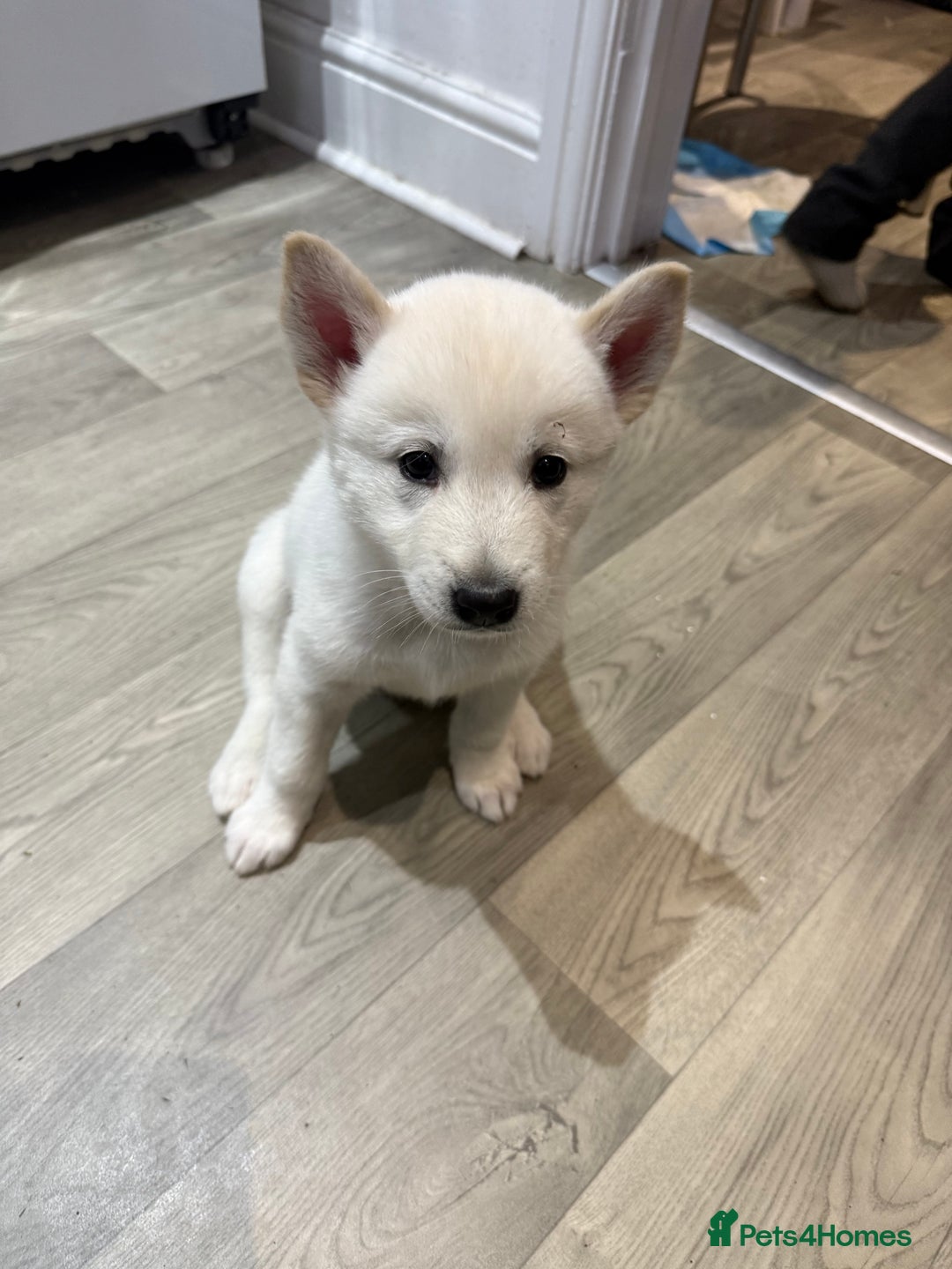 Utonagan dogs for sale: Alaskan malamute x husky  - Advert 2