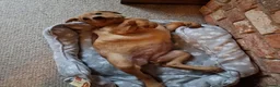 Labrador Retriever dogs for sale: KC FTCH WORKING FOX RED LABRADOR’S - Advert 7