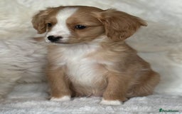 Cavapoo dogs for sale: Beautiful cavapoos - Image 5
