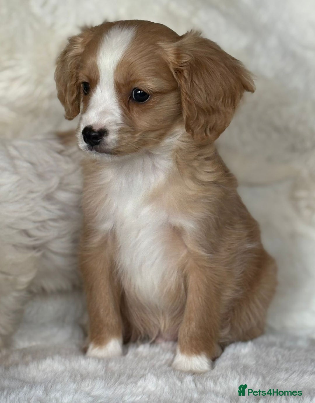 Cavapoo dogs for sale: Beautiful cavapoos - Image 5