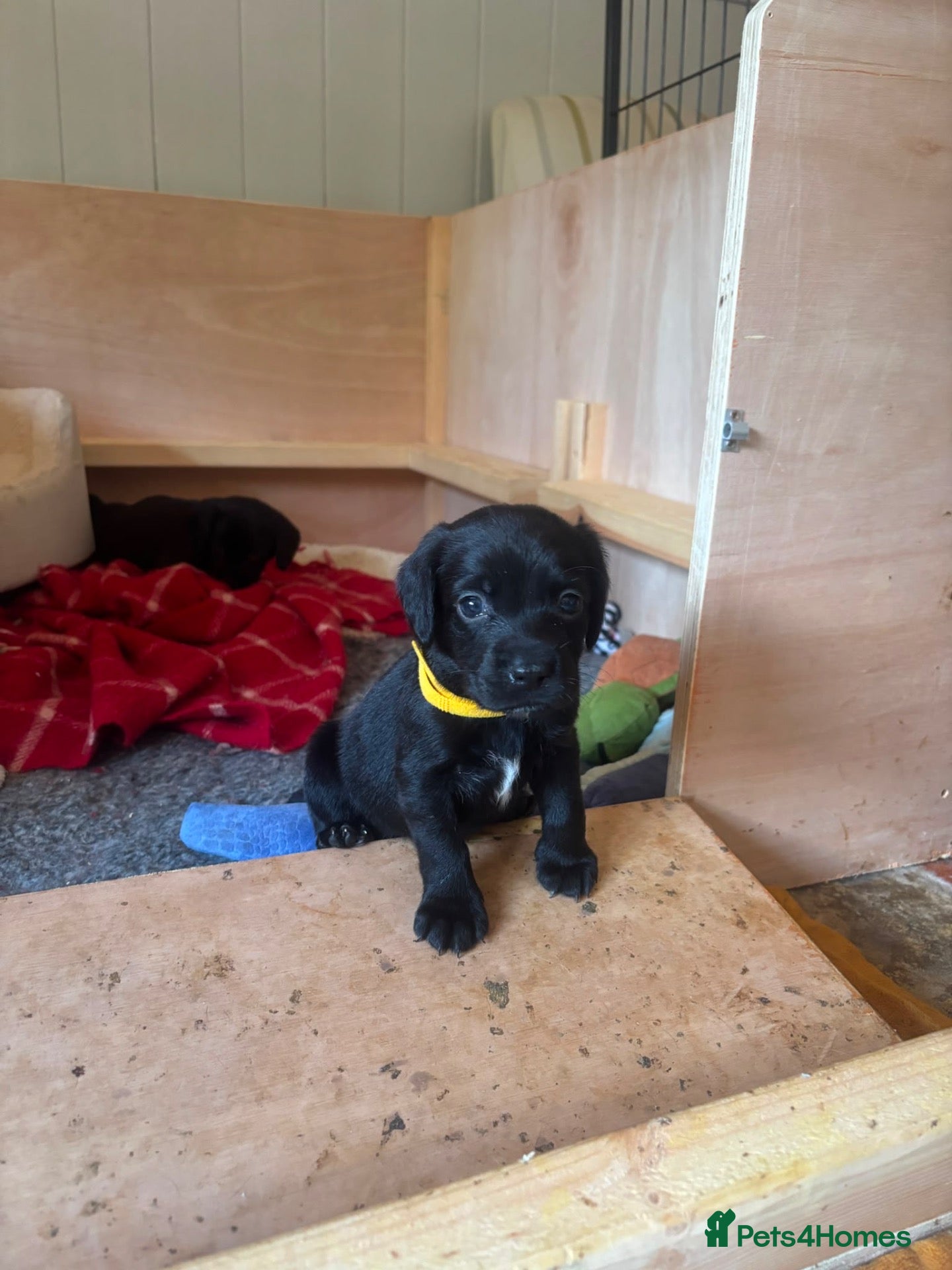 Cockerdor dogs 4 of 6 beautiful Cockador puppies - Advert 2