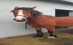 Irish Cob horses for sale: Beautiful bay mare Tilly  - Image 3