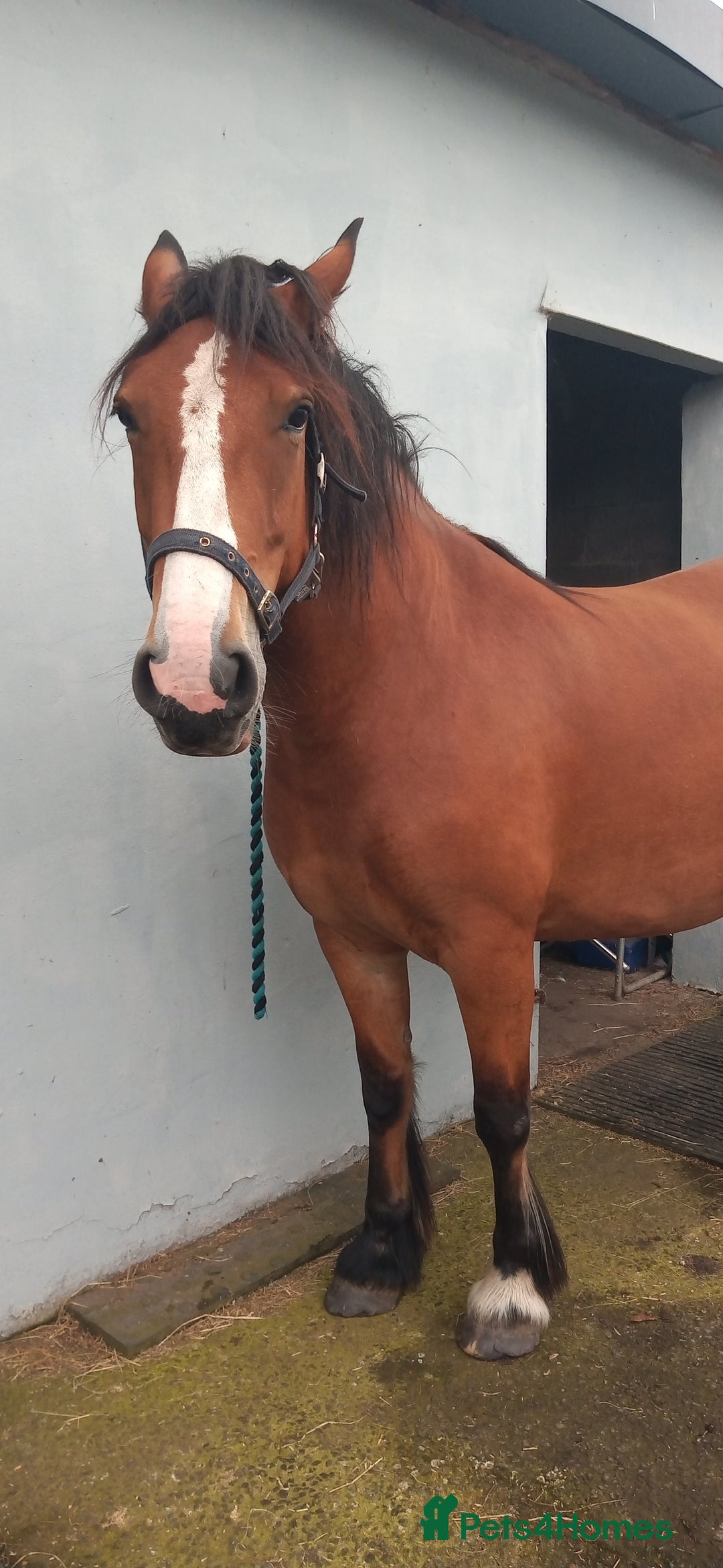 Irish Cob horses for sale: Beautiful bay mare Tilly  - Image 3