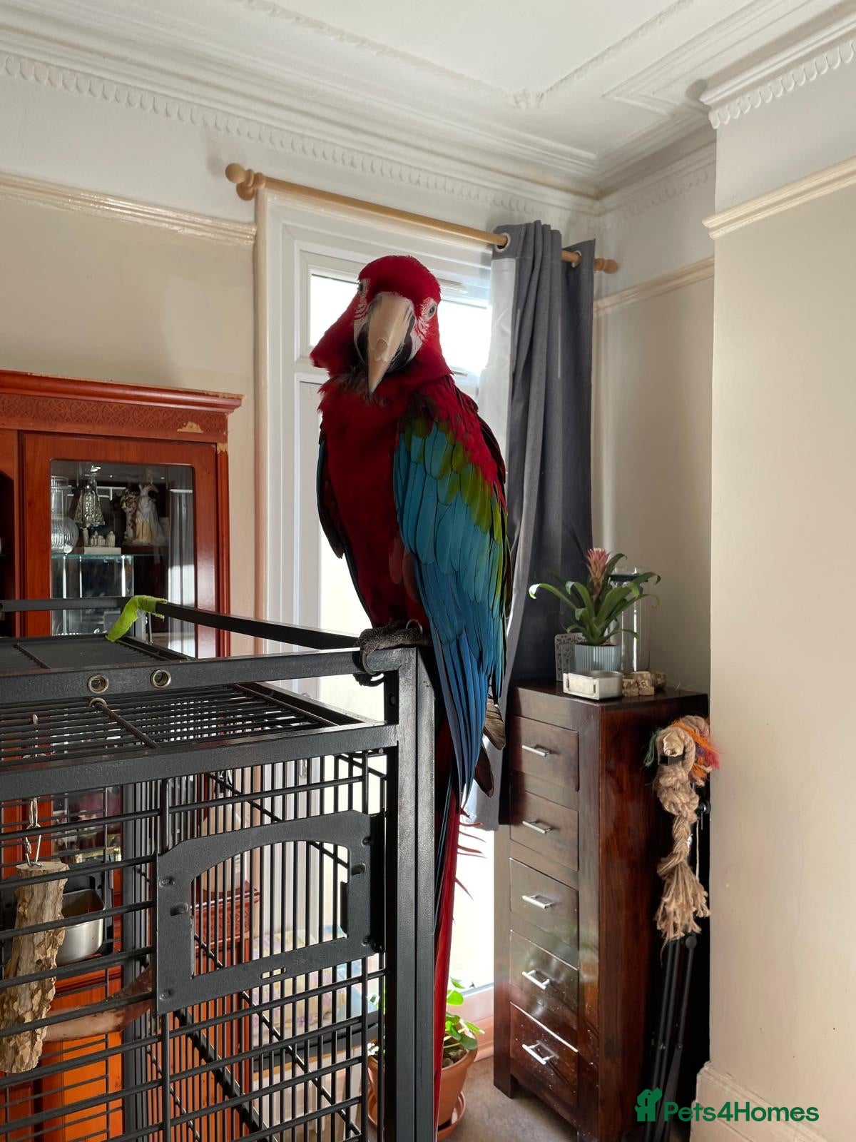 Macaws birds Green-wing Macaw – Healthy, Semi-Tame - Advert 2