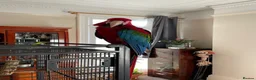 Macaws birds for sale: Green-wing Macaw – Healthy, Semi-Tame - Advert 5