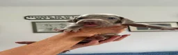 Weimaraner dogs for sale: Weimaraner puppies KC registered in Swansea - Advert 6