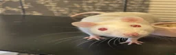Rat rodents for sale: 4 albino fancy rats in Barnstaple - Advert 8