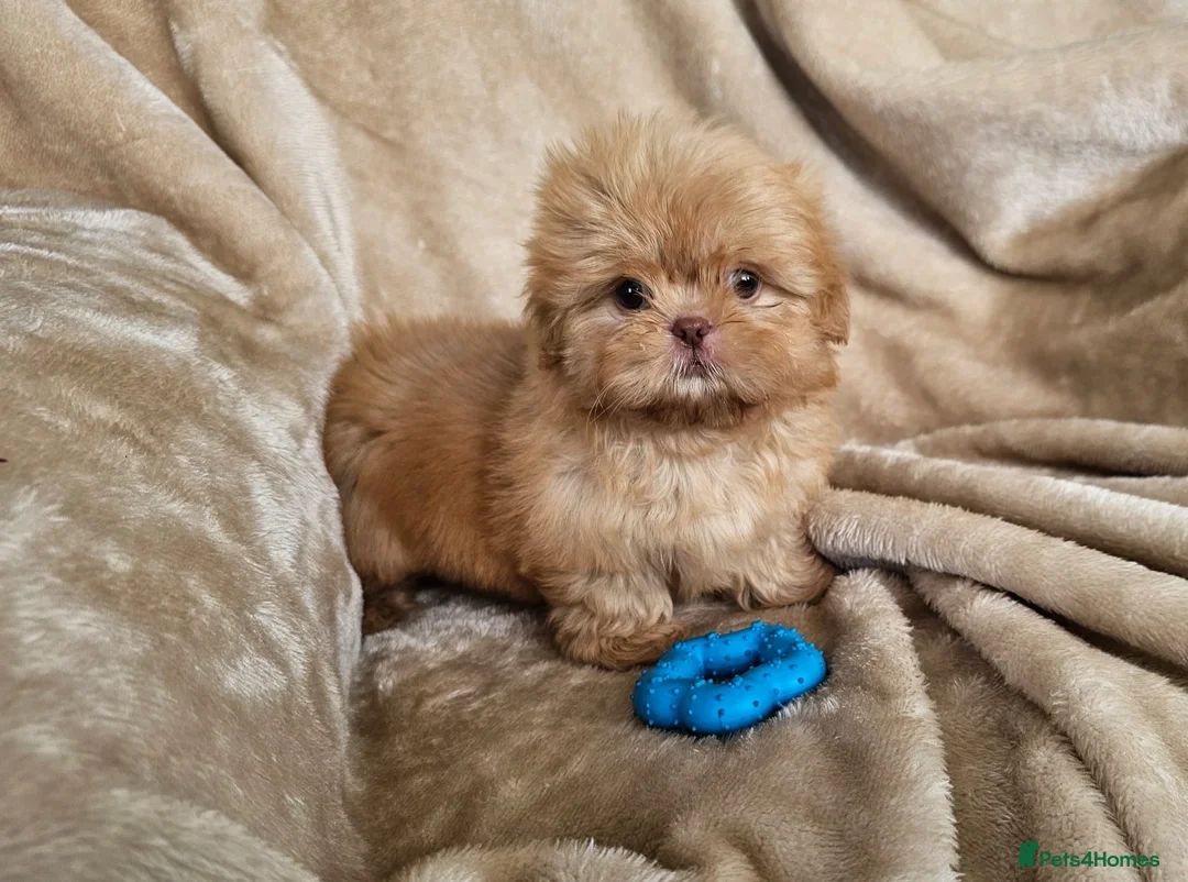 Shih Tzu dogs for sale: Ready now  - Advert 1