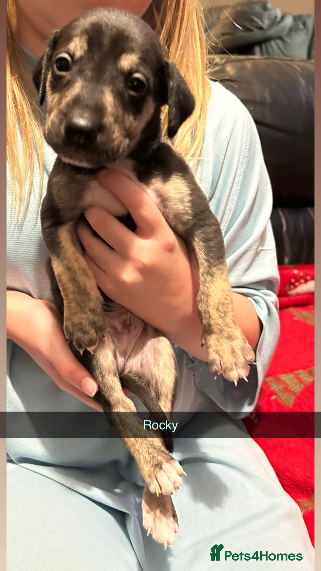 Lurcher dogs for sale: Lurcher pups  - Advert 6