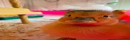 Ducks poultry for sale: Beautiful Miniature Silver Appleyard ducklings  - Advert 6