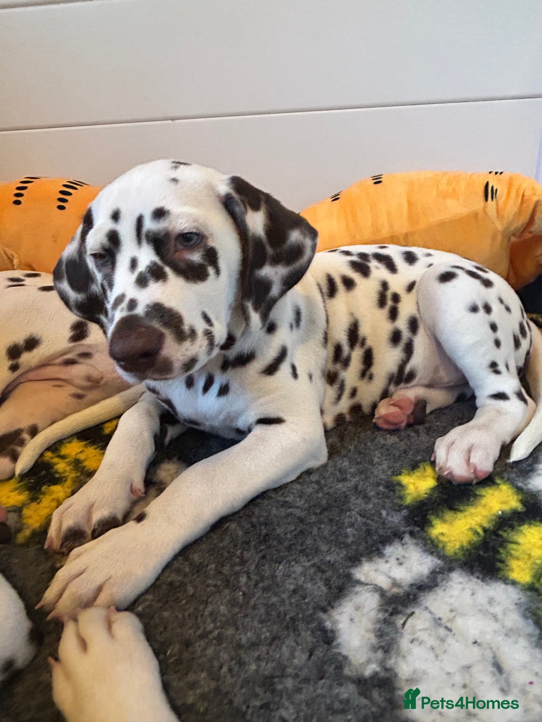 Dalmatian dogs for sale: This is an all liver litter of Dalmatian puppies - Advert 11