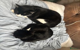 British Longhair cats for sale: British long hair boy cats - Image 4