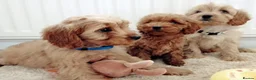 Cavapoo dogs for sale: F1 Cavapoo Puppies  - Advert 7