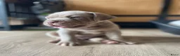 Mixed Breed dogs for sale: Mastiff X puppies [Merle] - Advert 10
