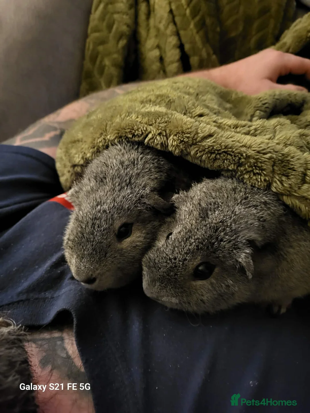 Guinea Pig rodents for sale: 2 male grey guinea pigs in Droitwich - Advert 2