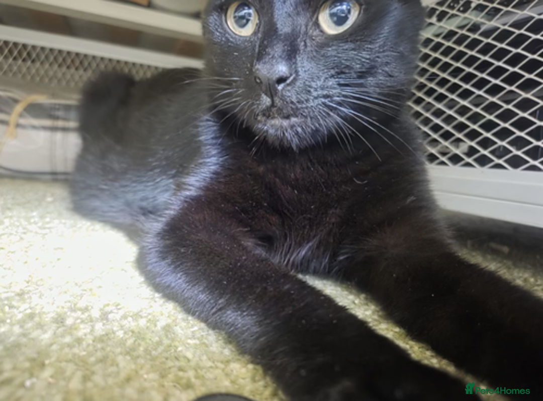 Domestic Shorthair cats for adoption: Cerce  - Image 2
