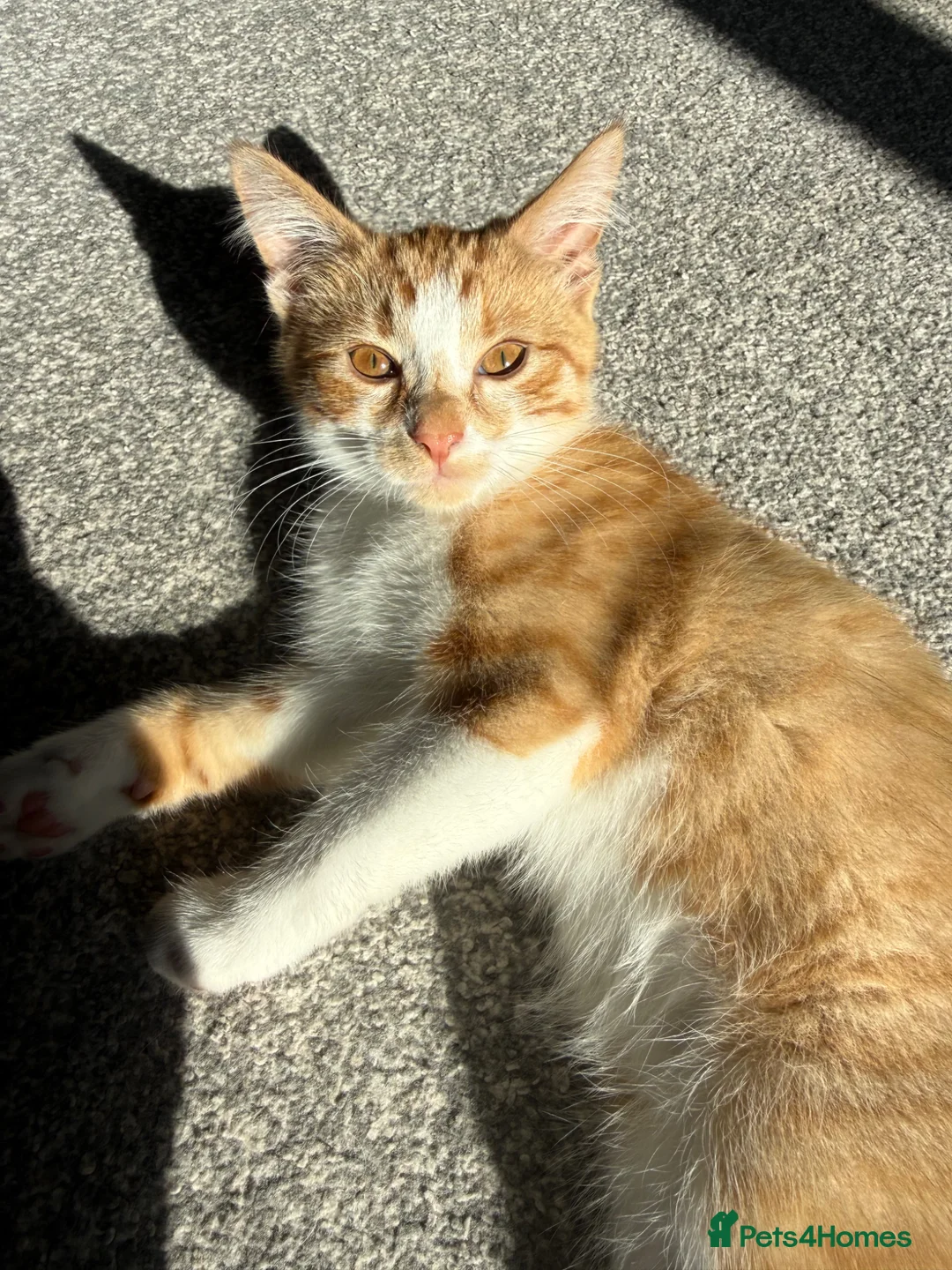 Mixed Breed cats for sale: male boy for rehoming  - Advert 2