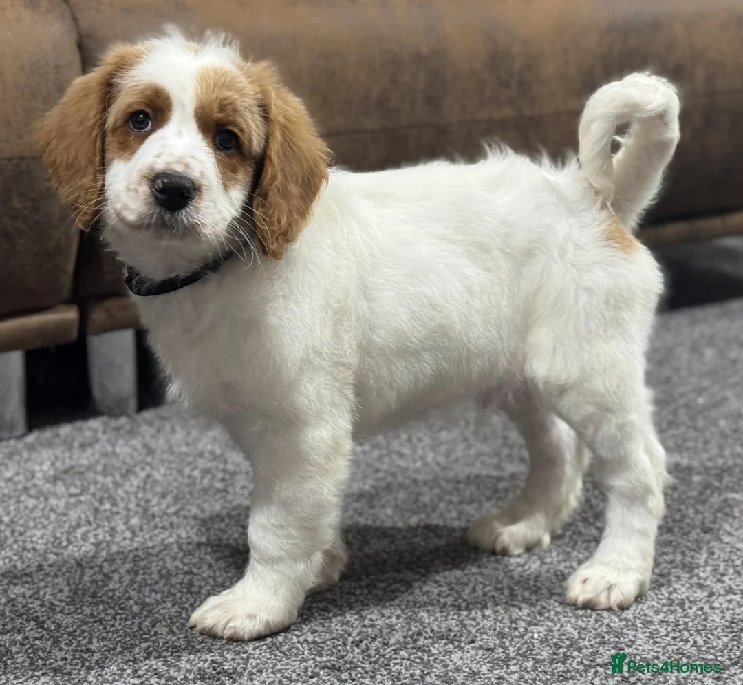 Australian Labradoodle dogs for sale: Multi-Gen Australian Labradoodle Puppies - Advert 28