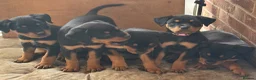 Rottweiler dogs for sale: READY TO GO! Rottweiler puppies  - Advert 3