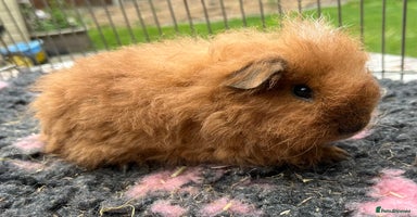 Guinea Pig rodents - Advert 5