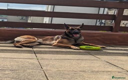 Belgian Shepherd Dog dogs for sale: Belgian Malinois For Sale - Image 10