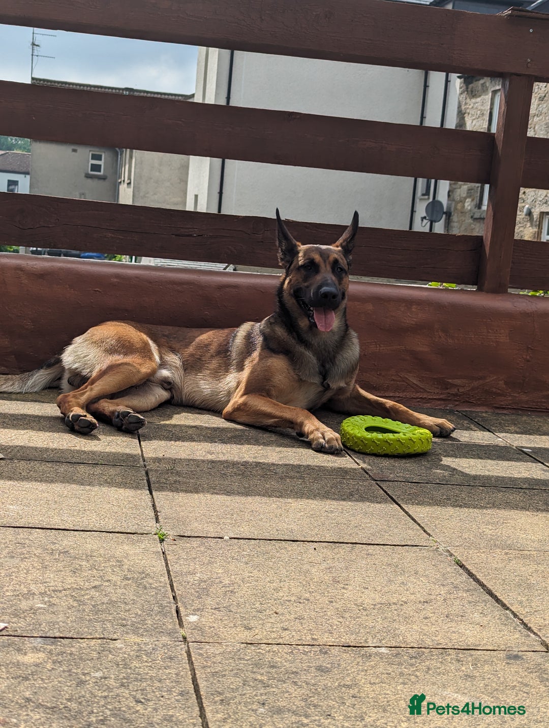 Belgian Shepherd Dog dogs for sale: Belgian Malinois For Sale - Image 10