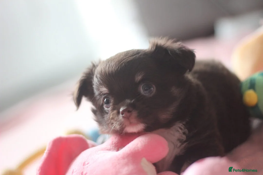 Chihuahua dogs for sale: Quality KC Registered chihuahua Boys  - Advert 16
