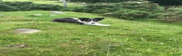 Border Collie dogs for sale: Border collie pups - Advert 5