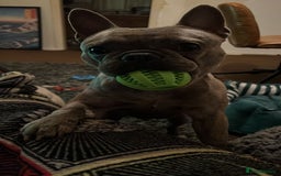 French Bulldog dogs for sale: 2 Year old male Blue Merle Frenchie - Image 7