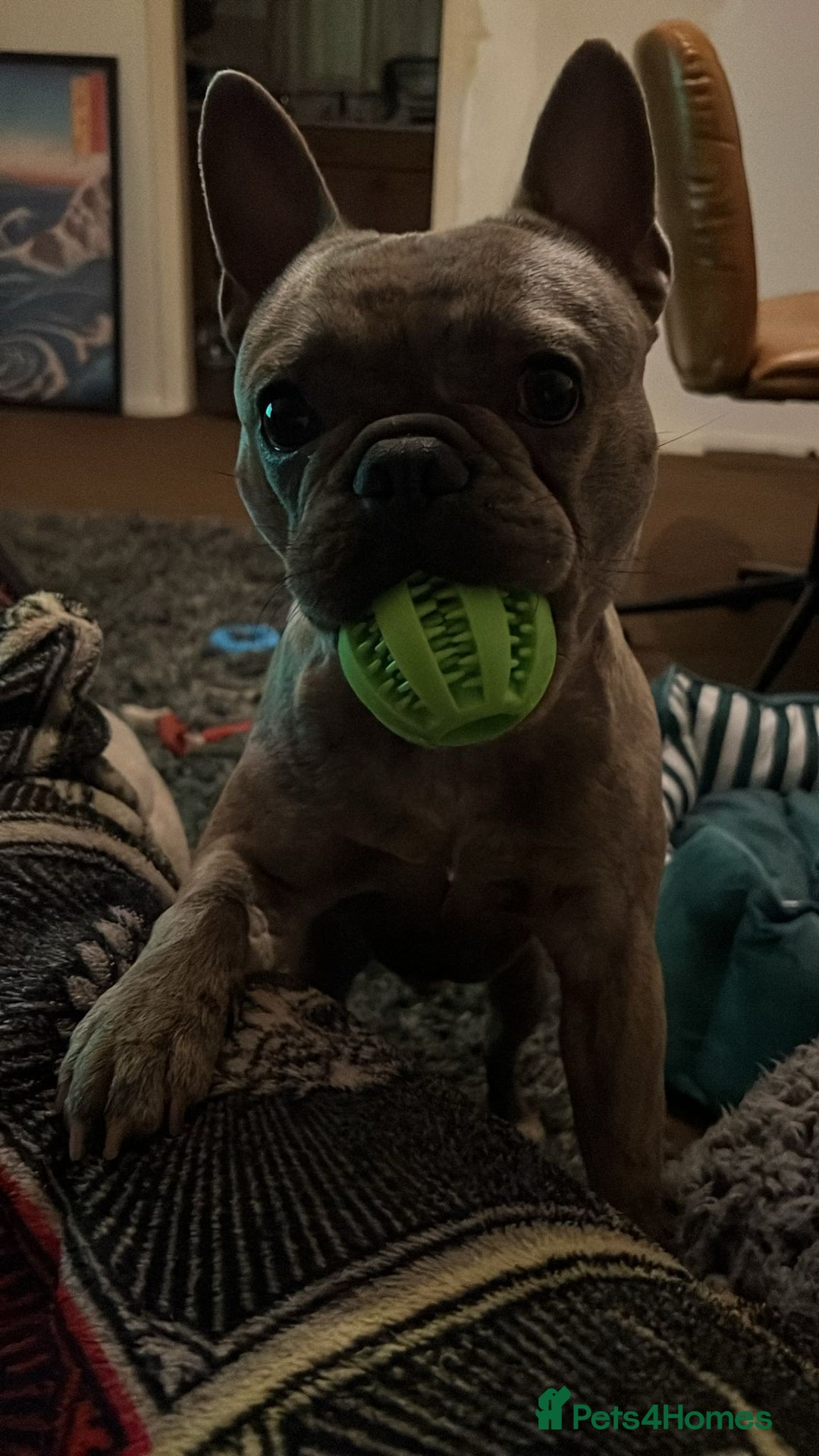 French Bulldog dogs for sale: 2 Year old male Blue Merle Frenchie - Image 7
