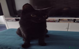 Bengal cats for sale: Kathleen and Zeus Jr - Image 9
