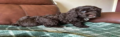 Cockapoo 5
